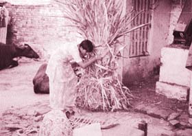 Meena, national wrestling champion, bringing fodder for buffaloes at her house in Bamla village of Bhiwani