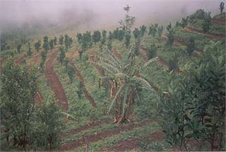 Nitrogen-fixing trees dot the beds at one of the farms in Jinamjiri, 400 km from Shillong