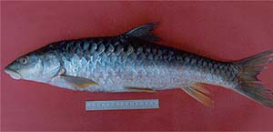 Mahseer, also known as the tiger of Indian rivers, is an indicator fish species for the overall health condition of water bodies
