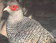 A cheer pheasant at the Chail pheasantry which was bred in captivity by the parent-rearing technique for the first time in the country