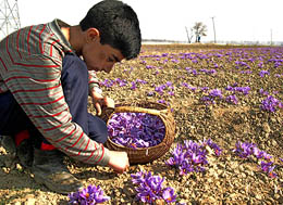 A boy picks tiny saffron flowers in Pampore, near Srinagar.