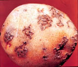 A scabbed potato tuber.