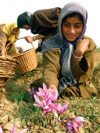 Kashmiri villagers collect saffron flowers