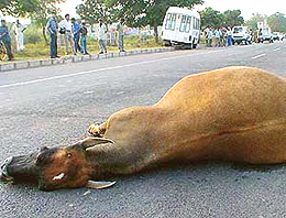 A cow which was killed in an accident with an ambulance van on the Sector 46 and 49 dividing road in Chandigarh on Wednesday.