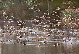 The first batch of migratory birds that arrived at Chhat Bir Zoo lake