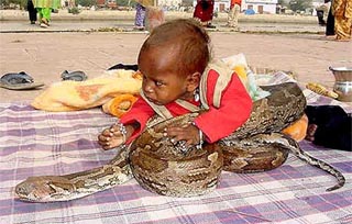A snake charmer's child plays with a huge python at the Ram Teerath festival in Amritsar