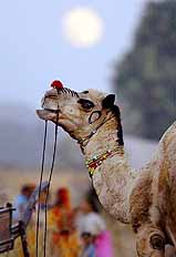 The full moon rises behind a camel at the Pushkar Fair