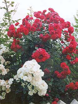 Rose roots get damaged if they are exposed to the sun during pruning