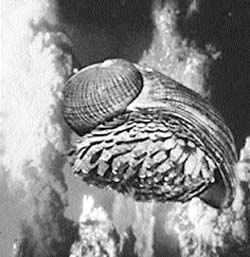 The iron-sulfide-encrusted scales on the foot of this snail may protect it from predators in its hydrothermal-vent environment