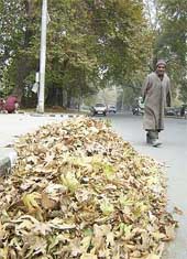 A Kashmiri walks past the leaves of a Chinar tree.