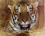 Chandni