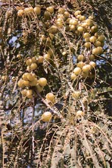 An amla tree laden with fruit