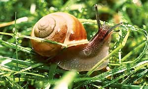 The shape of the snails shell is such that it reflects sunlight and prevents it from heating up