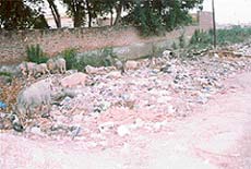 Garbage near the cremation ground which invites pigs to feed on in Kaithal
