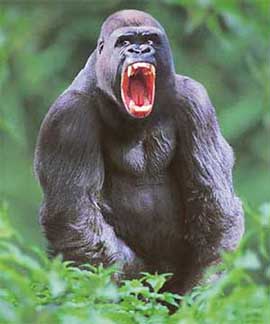 Contrary to popular belief, gorrillas are rather timid and avoid attacking