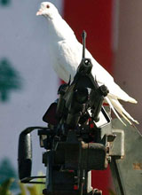 A white dove perches on a machinegun at a function to mark Lebanon's 60th Independence Day in central Beirut 