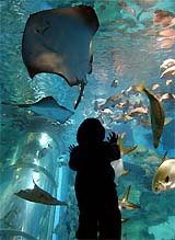 A young boy looks up at a Manta Ray, an extremely flat-bodied cartilaginous marine fish, swim in the huge aquarium of Hakeijima Sea Paradise in Yokohama