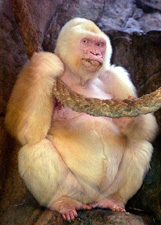 The world's only albino gorilla died in Barcelona's zoo early Monday
