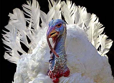 Stars, a plump, white-feathered turkey from Rocky Point Farm in Carthage, Norh America, looks around the Rose Garden at the White House in Washington just before he was granted the traditional 'thanksgiving season pardon' by US President George W. Bush