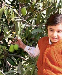 A child feeling delighted at his pick of unseasonal mangoes
