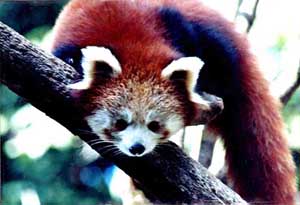 A Red Panda relaxes at Darjeeling zoo