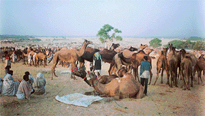 Camel sellers come in large numbers at the Pushkar fair