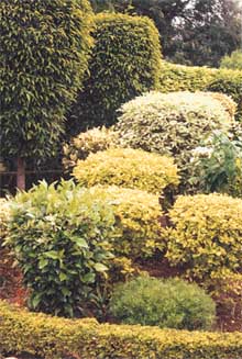 Avoid plants that shed leaves frequently
