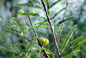 Amla, a vital ingredient in herbal products, can make even wasteland pay.