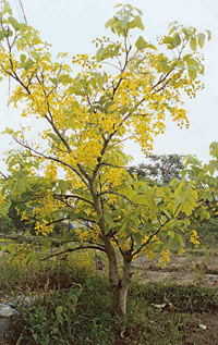 Amaltas