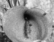 The dead-horse arum exudes such a carcasslike fragrance that female blowflies arrive and lay eggs as if the flower were an inviting hunk of carrion. 