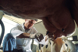 Cow teats being treated for mastitis.