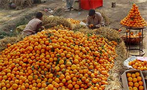 Kinnow growers with their unsold stock near Chandigarh