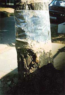 Tie an alkathene sheet around the tree trunk to check the bugs