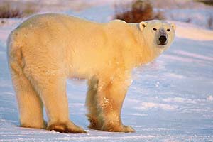 The white coat of polar bears blends with the snow, making it difficult to spot them