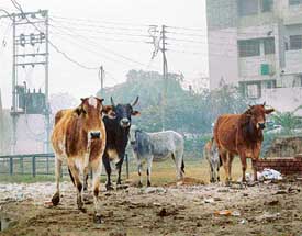 Stray cattle in Sector 45 look for shelter from the chilly wind