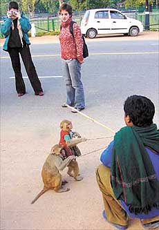 Simian entertainers
