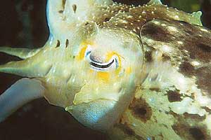 The cuttlefish belongs to a group of cephalopod molluscs that are related to the squids