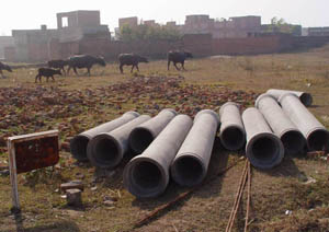 Cattle graze freely in the Industrial Estate, Barwala, as the HSIDC chooses to close its eyes to industrialists problems.