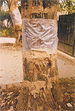 An alkathene band wrapped around the trunk of a tree to protect it from the attack of the mango mealy bug.