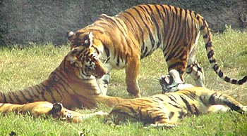 It was a sunny winter day. Just the right setting for a playful afternoon for these striped beasts of the tiger enclosure at Chhat Bir Zoo 