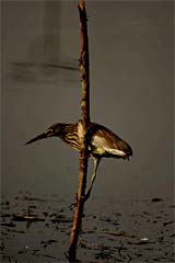 A migratory bird from Siberia looks for prey in the Dal