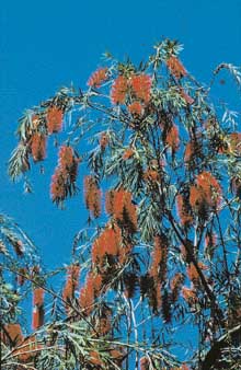 The drooping branches of the bottle brush give a welcome feel