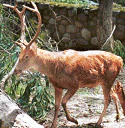 Waiting for a partner, a male swamp deer walks in its enclosure at the Chhat Bir zoo, near Chandigarh