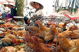 Vietnamese traders sit near chicken cages at a market in Ho Chi Minh City
