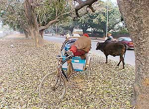 Hibernating MC? A rickshaw- puller takes a nap on a chilly Friday morning in Chandigarh as stray cattle and heaps of fallen leaves put a question mark over Municipal Corporation claims