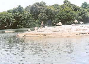 The Srirangathitto bird sanctuary