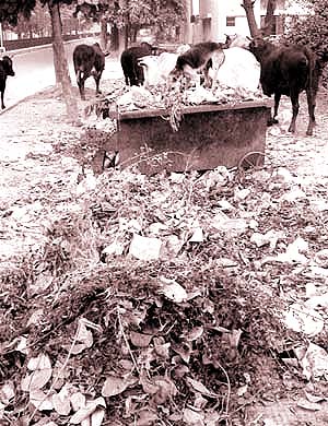 The per capita municipal solid waste generated every day in India is as much as half a kg