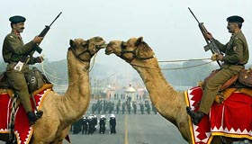 BSF soldiers ride on camels as they practice 'Beating the Retreat' ceremony ahead of Republic Day parade