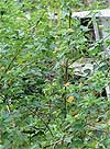 Lantana camara