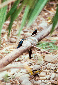 Sanctuary residents: Purple sunbirds 